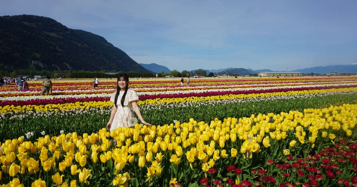 Tulip fields under Sumas Mountain in the Fraser Valley - payday loans Abbotsford borrowers live in BC's City in the Country
