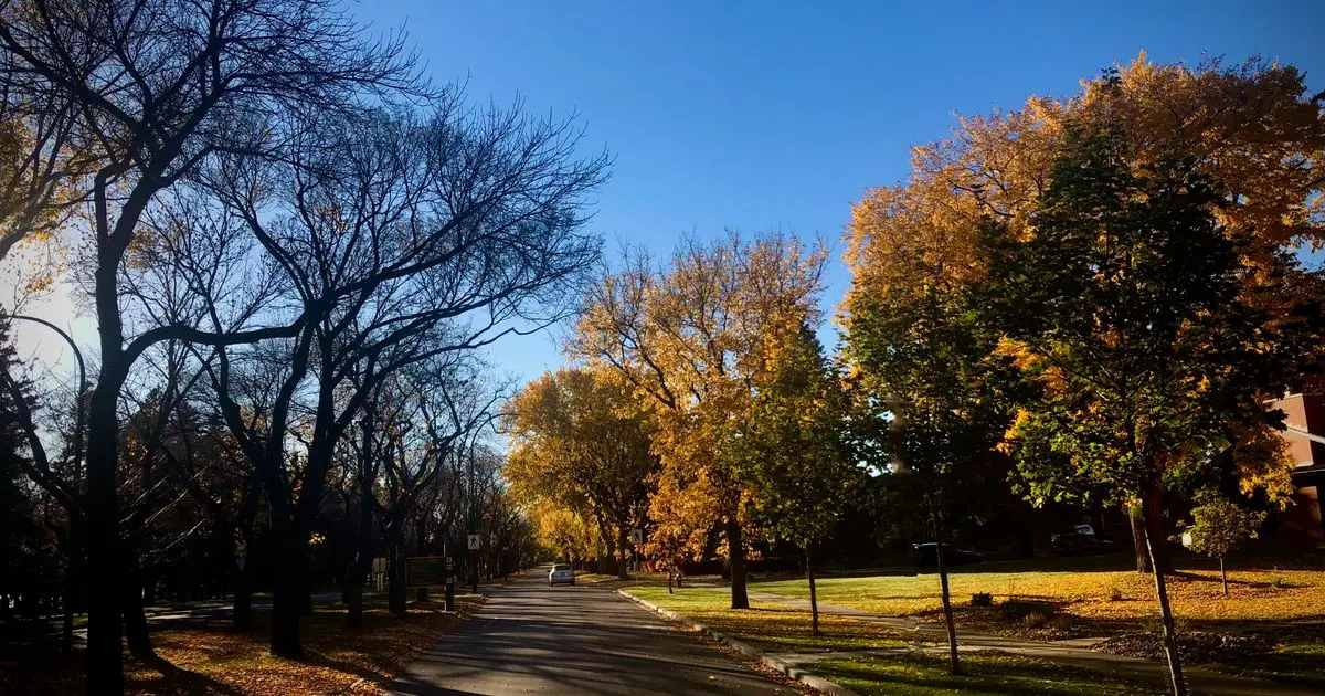 Autumn trees lining a quiet residential street in Lethbridge, Alberta, home to payday loans Lethbridge borrowers