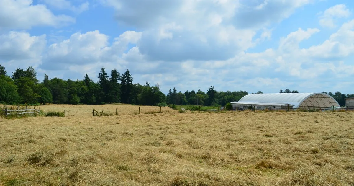 Hayfield and farm buildings in the Township of Langley BC, home of payday loans Langley borrowers